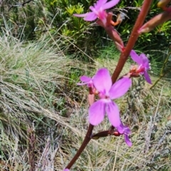 Stylidium montanum at Kosciuszko National Park - 19 Dec 2023