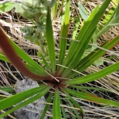 Stylidium montanum at Kosciuszko National Park - 19 Dec 2023