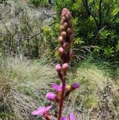 Stylidium montanum at Kosciuszko National Park - 19 Dec 2023