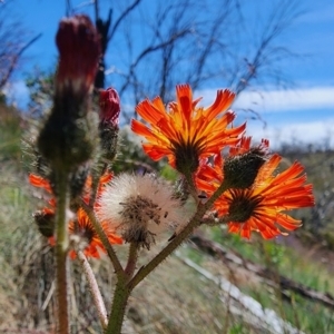 Pilosella aurantiaca at Kosciuszko National Park - 19 Dec 2023 11:50 AM