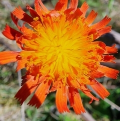 Pilosella aurantiaca at Kosciuszko National Park - 19 Dec 2023 11:50 AM