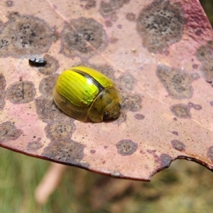 Paropsisterna hectica at Kosciuszko National Park - 19 Dec 2023