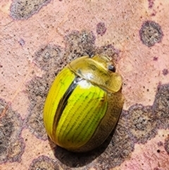 Paropsisterna hectica at Kosciuszko National Park - 19 Dec 2023