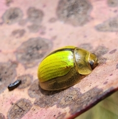 Paropsisterna hectica at Kosciuszko National Park - 19 Dec 2023 01:56 PM