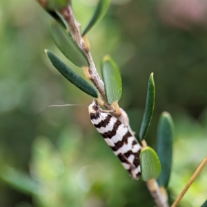 Technitis amoenana at Kosciuszko National Park - 22 Dec 2023