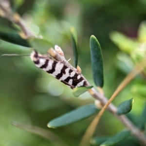 Technitis amoenana at Kosciuszko National Park - 22 Dec 2023