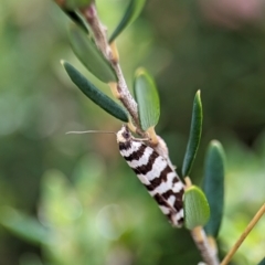 Technitis amoenana at Kosciuszko National Park - 22 Dec 2023