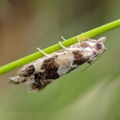 Euphona euphona (A Tortricid moth) at Wilsons Valley, NSW - 21 Dec 2023 by Miranda