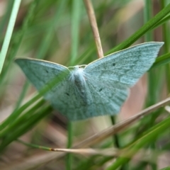 Maxates centrophylla (Green-spotted Angled Emerald) at Wilsons Valley, NSW - 22 Dec 2023 by Miranda