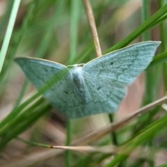 Maxates centrophylla (Green-spotted Angled Emerald) at Kosciuszko National Park - 22 Dec 2023 by Miranda