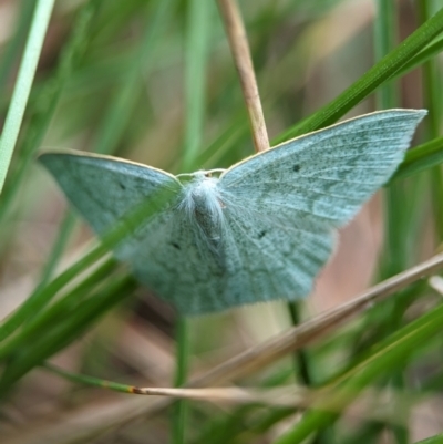 Maxates centrophylla (Green-spotted Angled Emerald) at Kosciuszko National Park - 22 Dec 2023 by Miranda