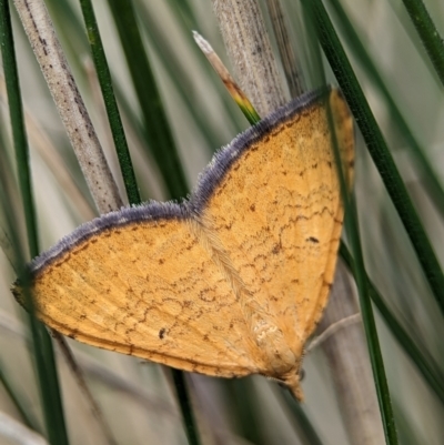 Chrysolarentia correlata (Yellow Carpet) at Wilsons Valley, NSW - 21 Dec 2023 by Miranda