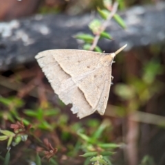 Epidesmia hypenaria at Kosciuszko National Park - 22 Dec 2023