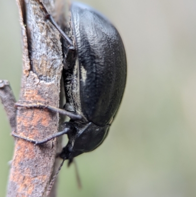 Pachycoelia sp. (genus) (A darkling beetle) at Kosciuszko National Park - 22 Dec 2023 by Miranda