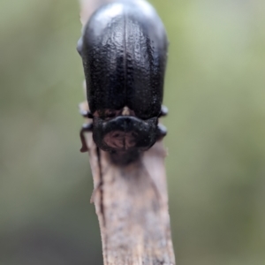 Pachycoelia sp. (genus) at Kosciuszko National Park - 22 Dec 2023