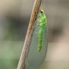 Unidentified Green Lacewing (Chrysopidae) at Kosciuszko National Park - 22 Dec 2023 by Miranda