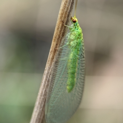 Unidentified Green Lacewing (Chrysopidae) at Wilsons Valley, NSW - 22 Dec 2023 by Miranda