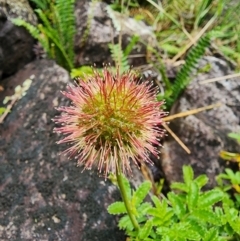 Acaena novae-zelandiae at Kosciuszko National Park - 20 Dec 2023