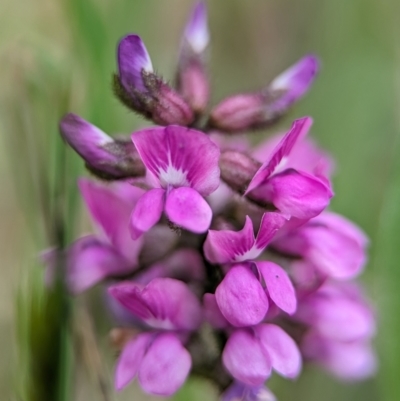 Cullen microcephalum (Dusky Scurf-pea) at Wilsons Valley, NSW - 22 Dec 2023 by Miranda