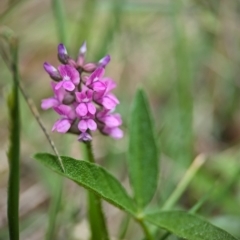 Cullen microcephalum at Wilsons Valley, NSW - 22 Dec 2023