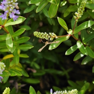 Sinpunctiptilia emissalis at QPRC LGA - suppressed