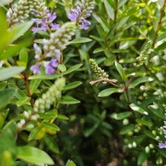 Sinpunctiptilia emissalis at QPRC LGA - suppressed