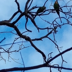 Polytelis swainsonii (Superb Parrot) - 1 Jan 1900 by KateU