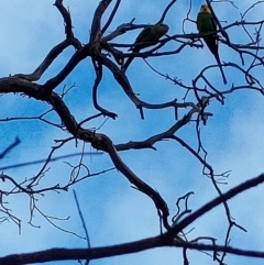 Polytelis swainsonii (Superb Parrot) at Mawson, ACT - 20 Dec 2023 by KateU