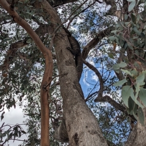 Varanus varius at Bookham, NSW - suppressed