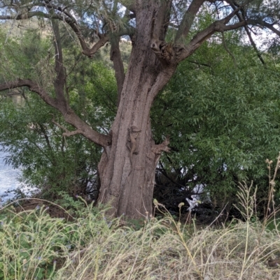 Varanus varius (Lace Monitor) at Burrinjuck, NSW - 22 Dec 2023 by Bidge