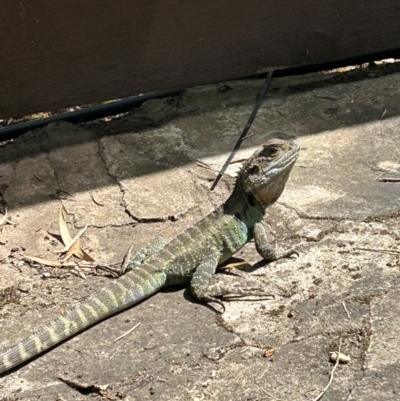 Unidentified Dragon at Cook, ACT - 22 Dec 2023 by rkwalks