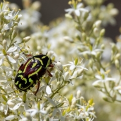 Eupoecila australasiae (Fiddler Beetle) at Strathnairn, ACT - 22 Dec 2023 by ChrisAppleton