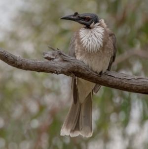 Philemon corniculatus at Cooleman Ridge - 9 Dec 2023