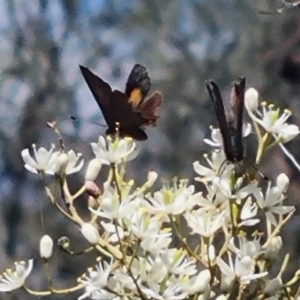 Paralucia pyrodiscus at Mount Taylor NR (MTN) - 12 Dec 2023