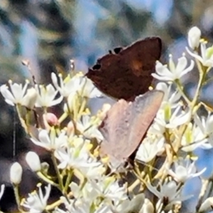 Paralucia pyrodiscus at Mount Taylor NR (MTN) - 12 Dec 2023