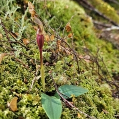 Chiloglottis sp. (A Bird/Wasp Orchid) at Goulds Country, TAS - 20 Dec 2023 by BethanyDunne