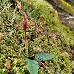 Chiloglottis sp. (A Bird/Wasp Orchid) at Goulds Country, TAS - 19 Dec 2023 by BethanyDunne