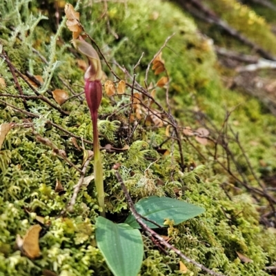 Chiloglottis sp. (A Bird/Wasp Orchid) at Goulds Country, TAS - 19 Dec 2023 by BethanyDunne