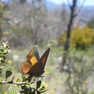 Paralucia pyrodiscus at McQuoids Hill NR (MCQ) - 22 Dec 2023