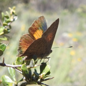 Paralucia pyrodiscus at McQuoids Hill NR (MCQ) - 22 Dec 2023