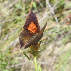 Paralucia pyrodiscus at McQuoids Hill NR (MCQ) - suppressed