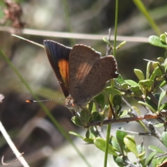 Paralucia pyrodiscus at McQuoids Hill NR (MCQ) - suppressed