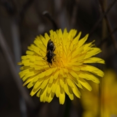 Lasioglossum sp. (genus) (Furrow Bee) at Crace, ACT - 22 Dec 2023 by pixelnips