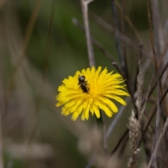 Lasioglossum sp. (genus) at Gungaderra Grassland (GUN_6) - 22 Dec 2023 01:09 PM