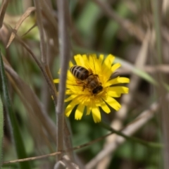 Apis mellifera (European honey bee) at Gungaderra Grassland (GUN_6) - 22 Dec 2023 by pixelnips