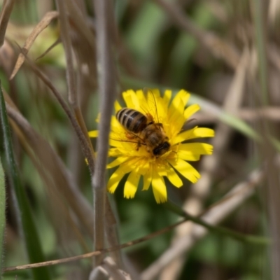 Apis mellifera (European honey bee) at Crace, ACT - 22 Dec 2023 by pixelnips