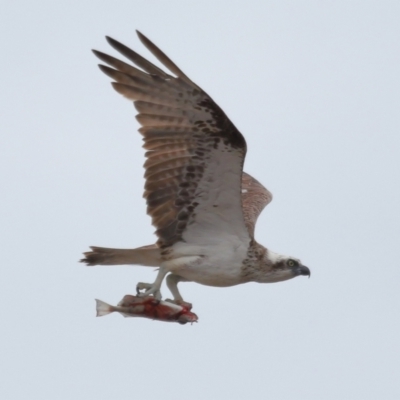 Pandion haliaetus (Osprey) at Cleveland, QLD - 25 Nov 2023 by TimL