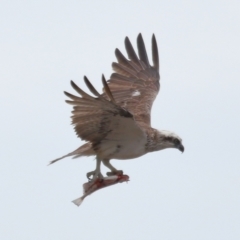 Pandion haliaetus at Cleveland, QLD - suppressed