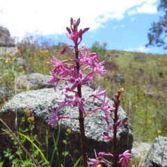 Dipodium punctatum (Blotched Hyacinth Orchid) at McQuoids Hill - 22 Dec 2023 by HelenCross