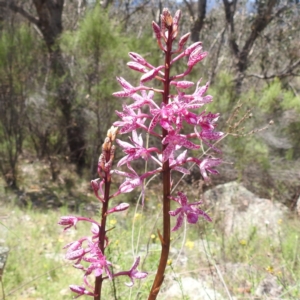 Dipodium punctatum at McQuoids Hill - 22 Dec 2023